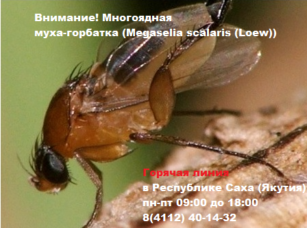 Внимание! Многоядная муха-горбатка Megaselia scalaris (Loew)