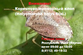 Внимание: коричнево-мраморный клоп (Halyomorpha halys Stal.)